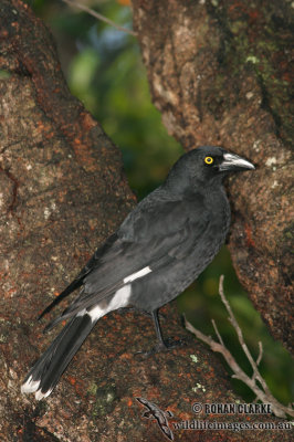 Pied Currawong 6071.jpg