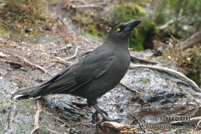 Black Currawong 0363.jpg