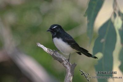 Willie Wagtail 3005.jpg