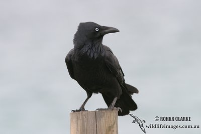 Australian Raven 4604.jpg
