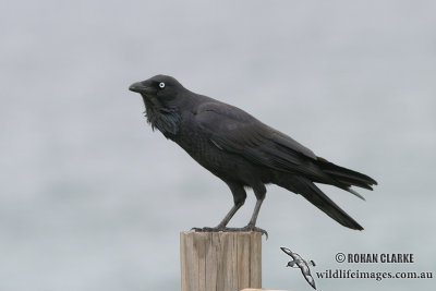 Australian Raven 4622.jpg