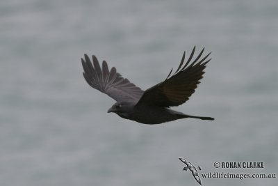 Australian Raven 4628.jpg