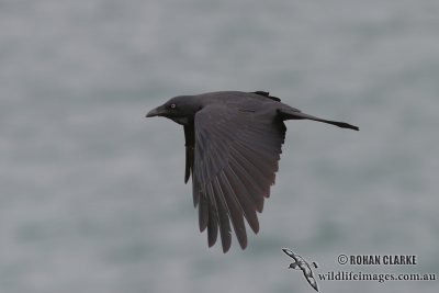 Australian Raven 4630.jpg