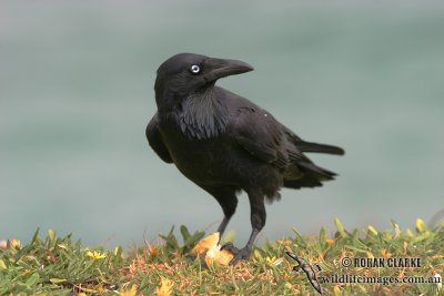 Australian Raven 4648.jpg