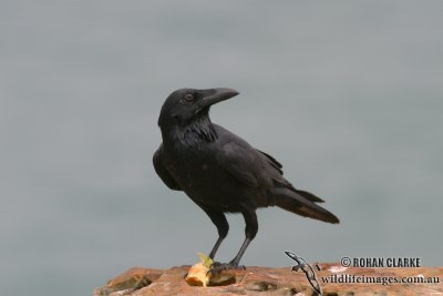 Australian Raven 4656.jpg