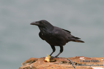 Australian Raven 4657.jpg