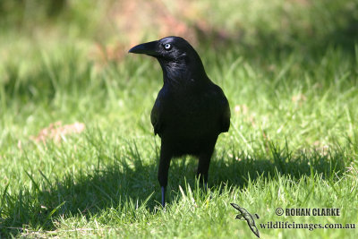Forest Raven 2816.jpg