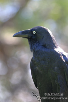 Forest Raven 2821.jpg