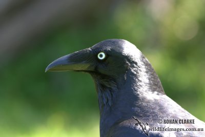 Forest Raven 2835.jpg