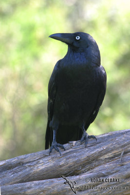 Forest Raven 2848.jpg