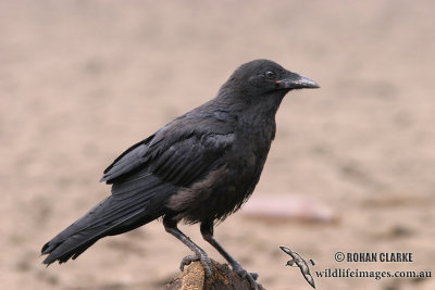 Little Raven 1060.jpg