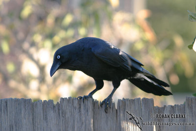Little Raven 3397.jpg