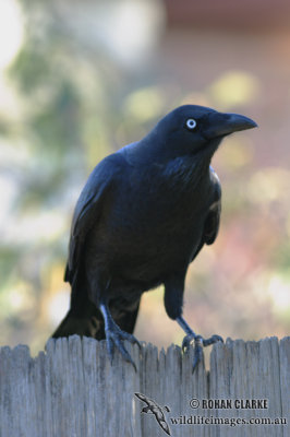 Little Raven 3401.jpg