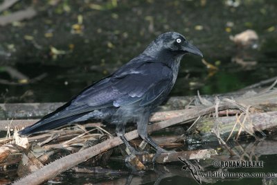 Little Raven 5797.jpg