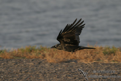 Little Raven 5985.jpg