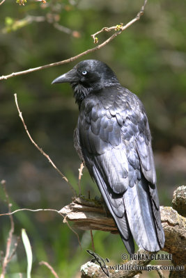Little Raven 8250.jpg