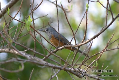 Black-faced Monarch 9767.jpg