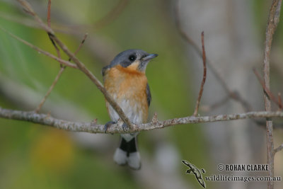 Spectacled Monarch 9857.jpg