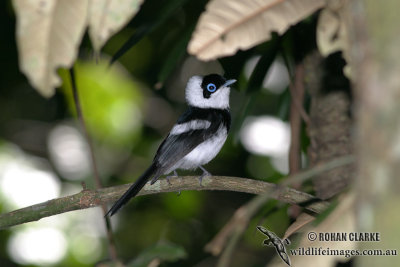 Pied Monarch 8437.jpg