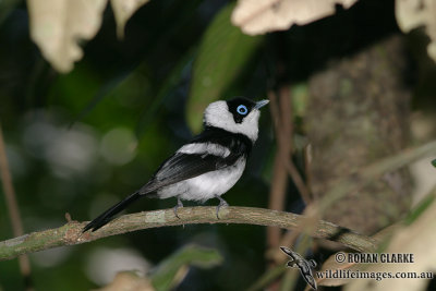 Pied Monarch 8441.jpg