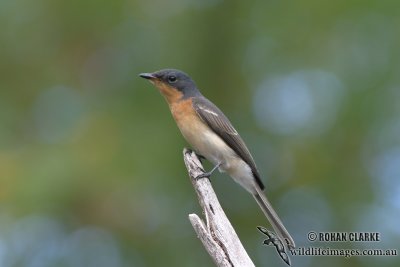 Satin Flycatcher (NZ vagrant)