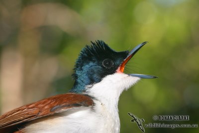 Shining Flycatcher 8952.jpg