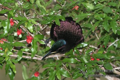 Victoria's Riflebird 8723.jpg