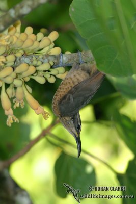 Victoria's Riflebird 9543.jpg