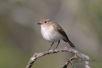 Red-capped Robin 0162.jpg