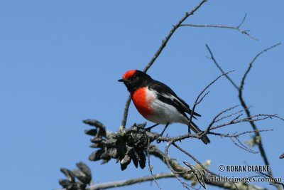 Red-capped Robin 0380.jpg