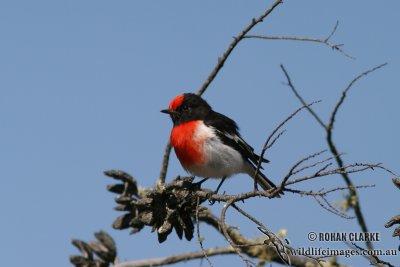 Red-capped Robin 0382.jpg