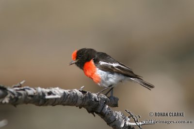 Red-capped Robin 1244.jpg