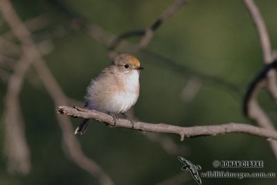 Red-capped Robin 3686.jpg