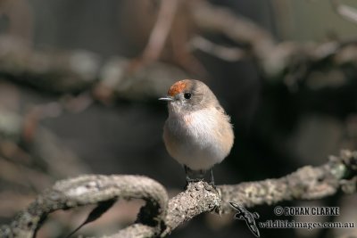 Red-capped Robin 5255.jpg