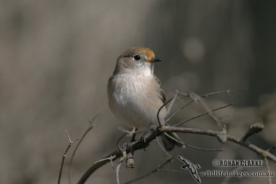 Red-capped Robin 5261.jpg