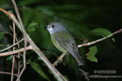 Pale-yellow Robin 5367.jpg