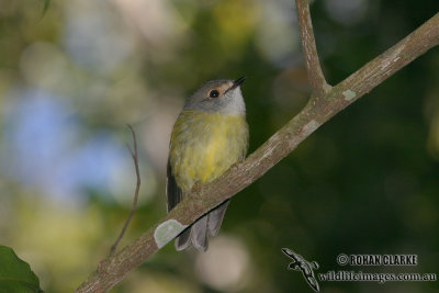 Pale-yellow Robin 8101.jpg