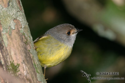 Pale-yellow Robin 8434.jpg