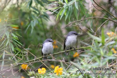 White-breasted Robin 1507.jpg