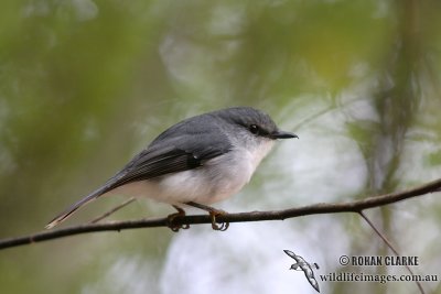 White-breasted Robin 2068.jpg