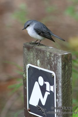 White-breasted Robin 2075.jpg