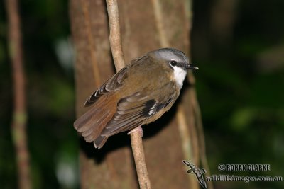 Grey-headed Robin 8684.jpg