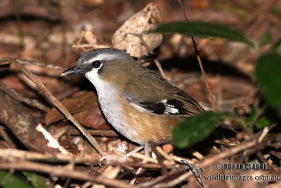 Grey-headed Robin 8686.jpg