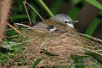 Grey-headed Robin 8692.jpg