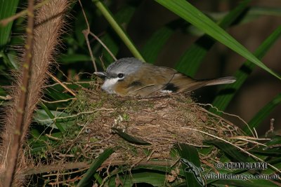Grey-headed Robin 8710.jpg