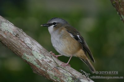 Grey-headed Robin 8729.jpg