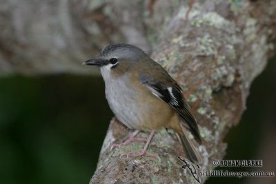 Grey-headed Robin 8731.jpg