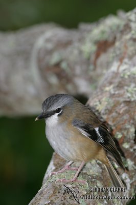 Grey-headed Robin 8732.jpg