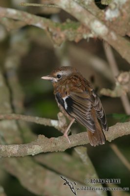 Grey-headed Robin 8769.jpg