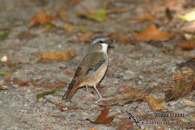 Grey-headed Robin 9384.jpg